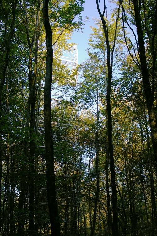 Tour de la forêt de Fougère